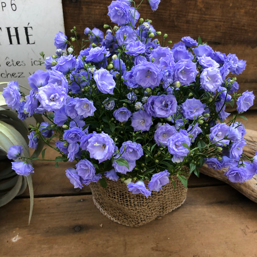 お花　父の日　寄せ植え　イングリッシュラベンダー　カンパヌラ　ブルーワンダー お花 父の日 寄せ植え イングリッシュラベンダー カンパヌラ
