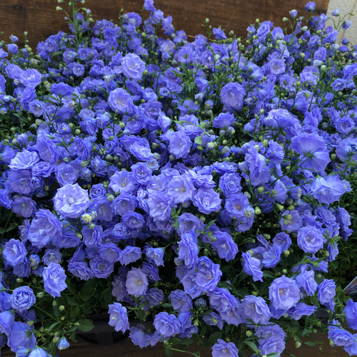 八重咲き♡ブルーワンダー♡カンパニュラ♡豪華な花 アートフラワー