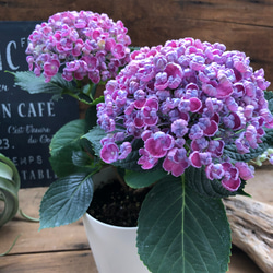 ポップコーン♡アジサイ♡ガーデニング♡観葉植物 4枚目の画像