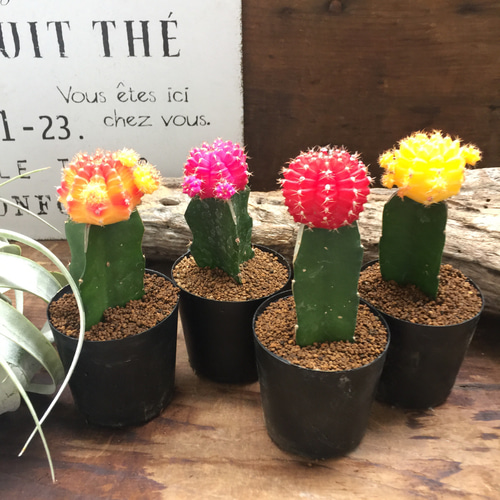 緋牡丹4個セット♡サボテン♡インテリア アートフラワー パリジェンヌ