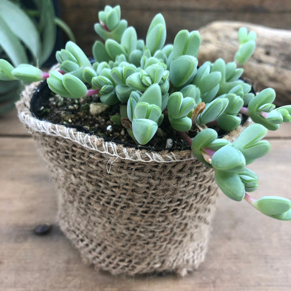 レア品種♡碧魚連♡多肉植物♡ガーデニング アートフラワー パリ