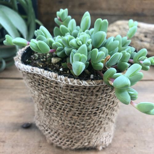 レア品種♡碧魚連♡多肉植物♡ガーデニング アートフラワー パリ