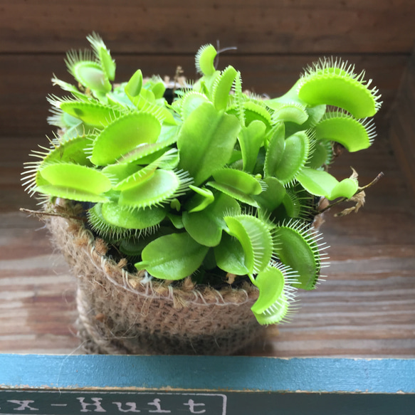 ハエトリ草♡食虫植物♡多肉植物♡可愛いミニサイズ♡ 1枚目の画像