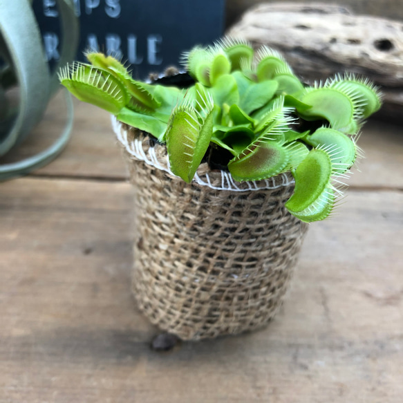 ハエトリ草♡食虫植物♡多肉植物♡可愛いミニサイズ♡ 2枚目の画像