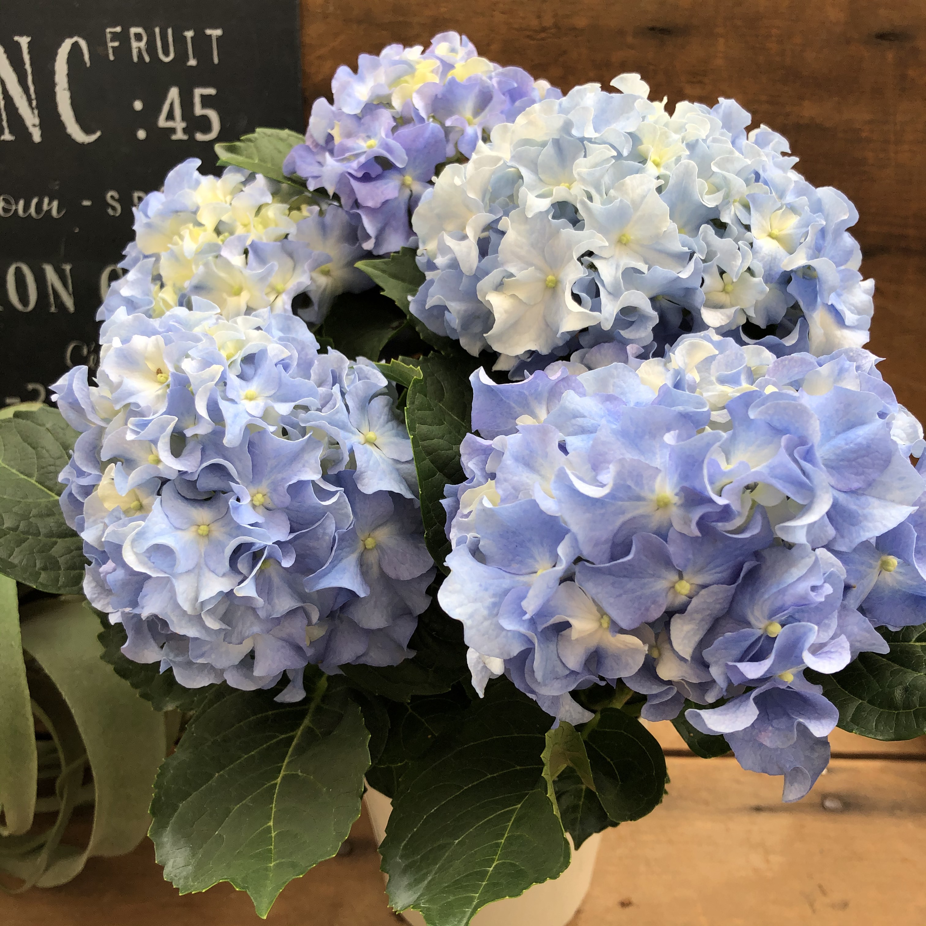 みーちゃん　紫陽花　アジサイ　クレイジーテンシア　3 ふるふる　ブルー みーちゃん様専用 紫陽花 アジサイ クレイジーテンシア 3