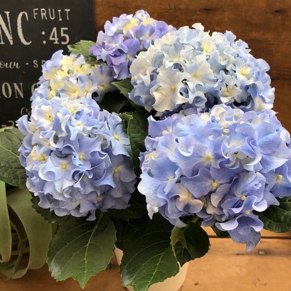 新品種♡クレイジーテンシア♡ブルー♡アジサイ♡フリフリ 花圈・花環