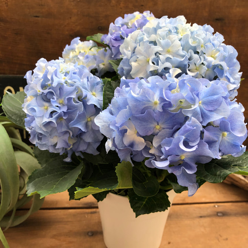 新品種♡クレイジーテンシア♡ブルー♡アジサイ♡フリフリ