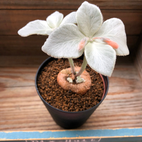 希少♡断崖の女王♡塊根植物♡シンニギア レウコトリカ♡ アート