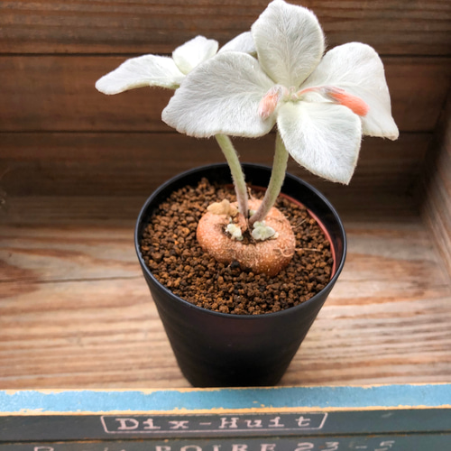 希少♡断崖の女王♡塊根植物♡シンニギア レウコトリカ♡ アート