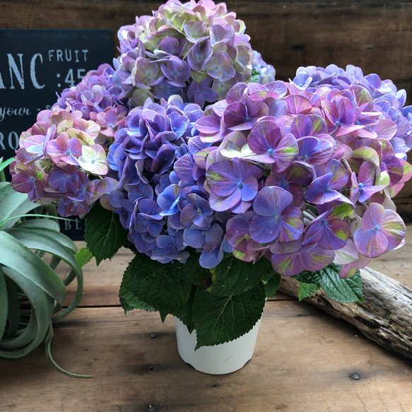 色変わりする紫陽花♡マジカル♡グリーンファイヤー♡パープル