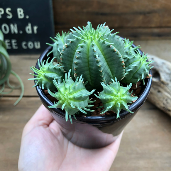 カメレオン♡即完売♡ユーフォルビア♡子株がたくさん♡多肉植物 3枚目の画像