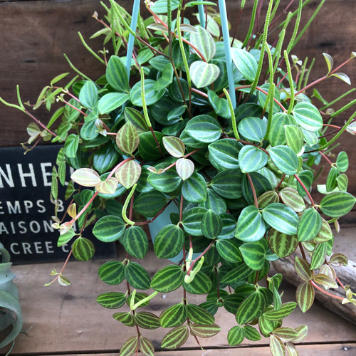 吊り下げフック付き♡アングラータ♡ペペロミア♡観葉植物 アート 