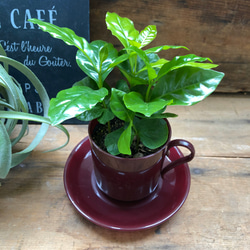 コーヒーカップ♡コーヒーカップ付き♡コーヒーの木♡観葉植物♡インテリア 1枚目の画像