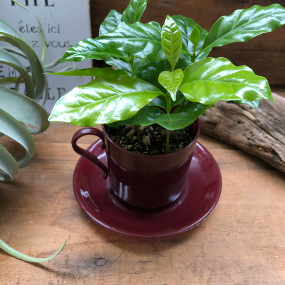 コーヒーカップ♡コーヒーカップ付き♡コーヒーの木♡観葉植物♡インテリア 2枚目の画像