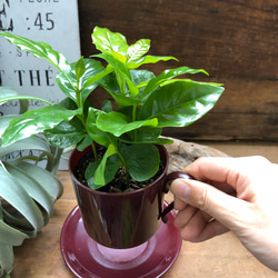 コーヒーカップ♡コーヒーカップ付き♡コーヒーの木♡観葉植物♡インテリア 3枚目の画像