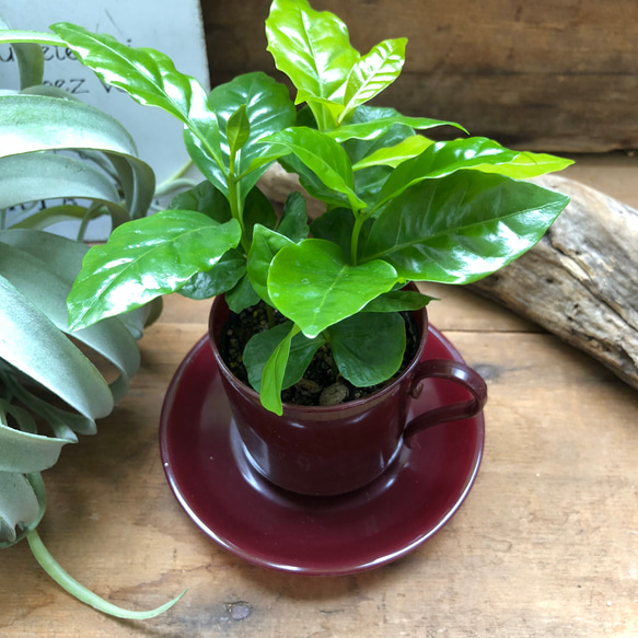 コーヒーカップ♡コーヒーカップ付き♡コーヒーの木♡観葉植物♡インテリア 4枚目の画像