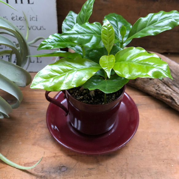 コーヒーカップ♡コーヒーカップ付き♡コーヒーの木♡観葉植物♡インテリア 5枚目の画像