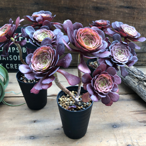 美苗♡カッパーケトル♡黒法師♡多肉植物♡アエオニウム アート