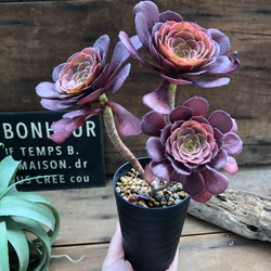 美苗♡カッパーケトル♡黒法師♡多肉植物♡アエオニウム アート