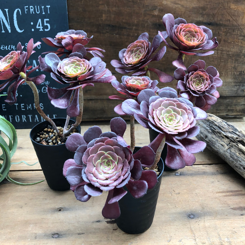 28# 多肉植物 アエオニウム ❤️小葉香炉皿法師セッカ❤️27cm拔き苗 27#多肉植物 アエオニウム ❤️小葉香炉皿法師セッカ❤️15cm!拔