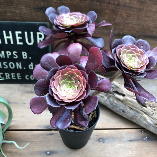 美苗♡カッパーケトル♡黒法師♡多肉植物♡アエオニウム アート