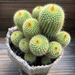 マザーチーク♡2本立て胡蝶蘭♡アンティークピンク♡ アートフラワー