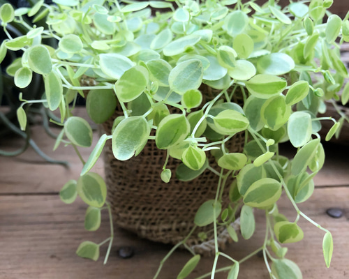 真亜子♡ペペロミア♡入荷♡斑入り♡観葉植物 アートフラワー パリ