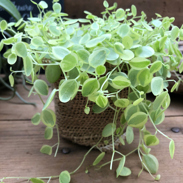 真亜子♡ペペロミア♡入荷♡斑入り♡観葉植物 アートフラワー パリ