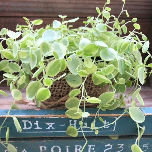 真亜子♡ペペロミア♡入荷♡斑入り♡観葉植物 アートフラワー パリ