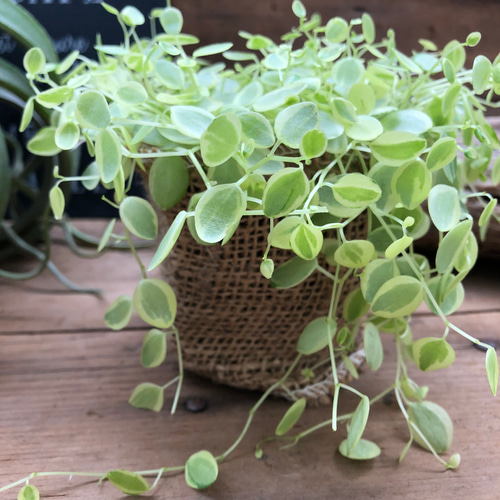 真亜子♡ペペロミア♡入荷♡斑入り♡観葉植物 アートフラワー パリ