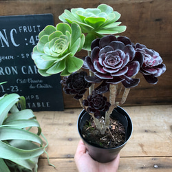 ★多肉  寄せ植え〜flower 29car  黒〜★ ☆多肉 寄せ植え〜flower 29car 黒〜☆