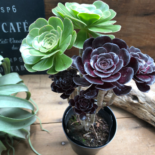 即完売♡黒法師♡MIX植え♡アエオニウム♡多肉植物 アートフラワー