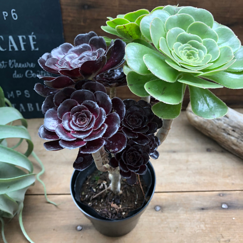 即完売♡黒法師♡MIX植え♡アエオニウム♡多肉植物 アートフラワー