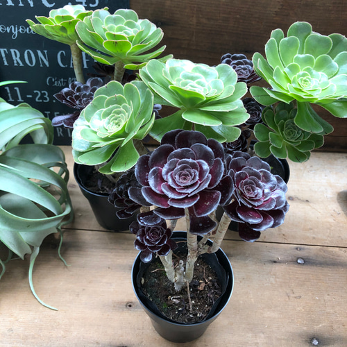 アエオニウム 多肉植物 黑魔法師1️⃣(大）抜き苗 アエオニウム 多肉植物 黑魔法師1️⃣(大）抜き苗