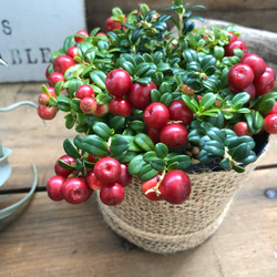 セール♡苔桃♡食べれます♡リンゴベリー♡ 4枚目の画像