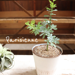 鉢植えのミモザの苗 お得♡♡アカシア♡シンボルツリーに アート