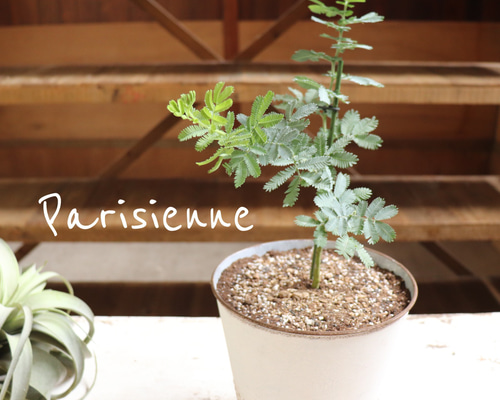 鉢植えのミモザの苗 お得♡♡アカシア♡シンボルツリーに アート
