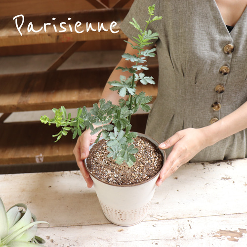 ミモザアカシア プルプレア 樽型鉢植え 苗 シンボルツリー 常緑樹