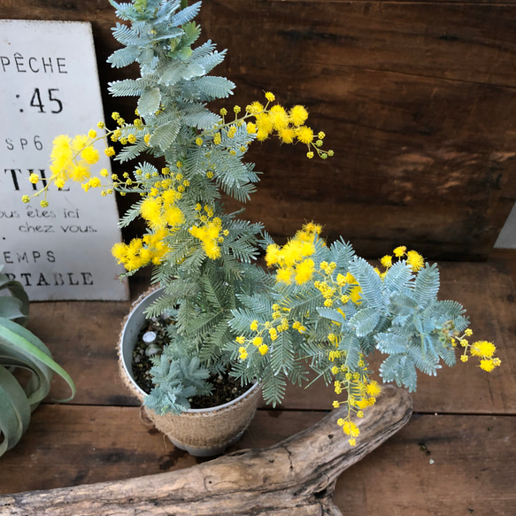 鉢植えのミモザの苗　お得♡♡アカシア♡シンボルツリーに 5枚目の画像