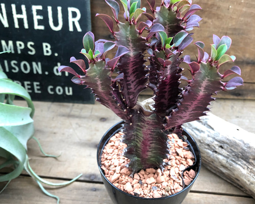 【特大】ユーフォルビア 彩雲閣 トリゴナ 多肉植物 観葉植物 おしゃれ鉢 手渡し 特大】ユーフォルビア 彩雲閣 トリゴナ 多肉植物 観葉植物 おしゃれ鉢