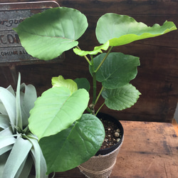 ウンベラータ♡大人気♡観葉植物♡インテリア♡ 3枚目の画像