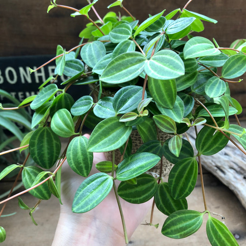 もりもり♡アングラータ♡ペペロミア♡観葉植物♡インテリア アート 