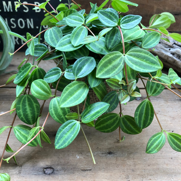 もりもり♡アングラータ♡ペペロミア♡観葉植物♡インテリア 2枚目の画像