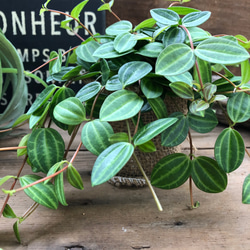 もりもり♡アングラータ♡ペペロミア♡観葉植物♡インテリア 4枚目の画像