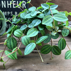 もりもり♡アングラータ♡ペペロミア♡観葉植物♡インテリア 5枚目の画像