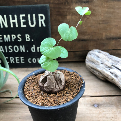 希少♡亀甲竜♡塊根植物♡ディオスコリア♡おしゃれ♡インテリア