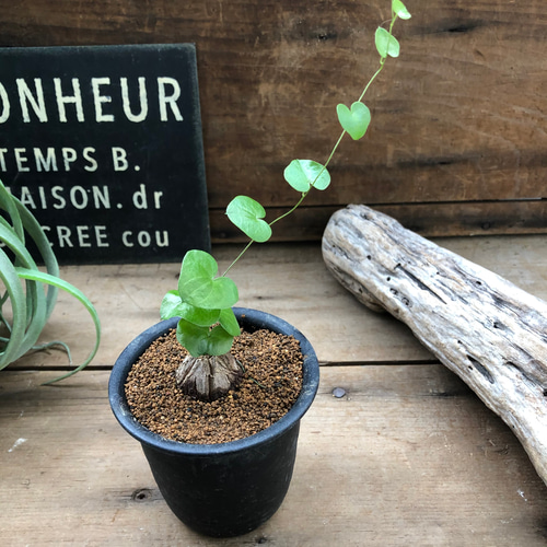 希少♡亀甲竜♡塊根植物♡ディオスコリア♡おしゃれ♡インテリア