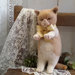 大きいぺちゃんこ顔の猫さん 1枚目の画像