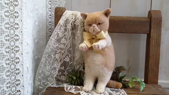 大きいぺちゃんこ顔の猫さん 1枚目の画像