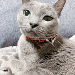 【送料無料】アフリカ布の猫の首輪＊ぷっくりリボン＊青オレンジ系 6枚目の画像